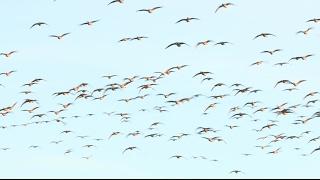 2012 Kansas Goose Hunt - Season 4 e7