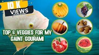 Top 6 |  veggies for my Giant Gourami | fish feeding | Giant Gourami feeding (Part 02)