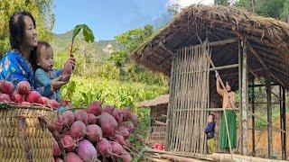 Single mother builds bamboo kitchen walls, harvests radish red garden - Sung Thi So