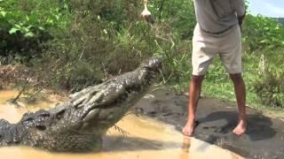Tarcoles River Crocodile Encounter