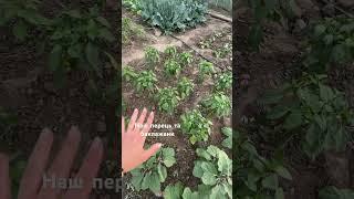 #дача #томатыгномы #огород #tomata #вирощувати #garden #огороднаподоконнике #сад