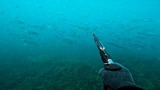 Cape Patterson Spearfishing