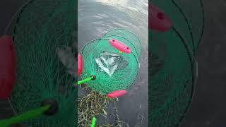 АСТРАХАНСКИЙ УЛОВ -ВОБЛА ,ЛЕЩ... #fishing #рыбалка #астраханскаярыбалка #вобла #лещ #вяленаярыба
