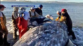 2 Gray Whales Found Dead in San Francisco Bay