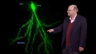 Robert Singer (Einstein) 2: RNA Localization: Following Single mRNAs from Birth to Death