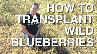 Transplanting and Growing Wild Blueberries at Home Alberta Urban Garden