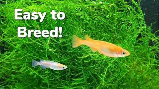 How to Breed Medaka Rice Fish Indoors: Getting the Most Fry!