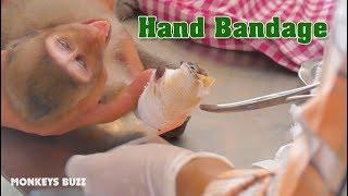 [Janet Update] Adult Monkey Janet Rescue - Janet Big Cry While Bandaging Her Hand - 510