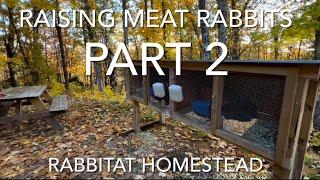 Raising Meat Rabbits Part 2 | Pregnancy Care