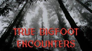Seven Encounters With Bigfoot | True Sasquatch Stories