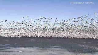 Snow Geese Migrate Back to Arctic After Winter