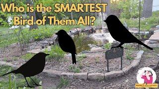 What is the SMARTEST Bird At Your Feeders?