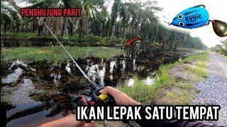 Casting Haruan | GASAK HARUAN DIPENGHUJUNG PARIT | AJIKING ATOM MAX | Vlog358