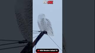 Mind Blowing Facts About Snowy Owl Super Powers in the Arctic!