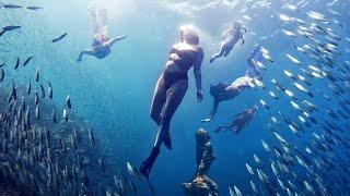 Philippines Most Incredible Experience  1000's of SARDINES all in one place - CEBU MOALBOAL