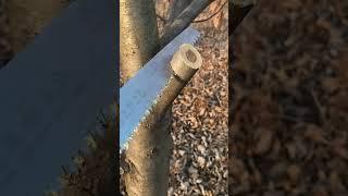 Wood Sawing #woodsawing #asmr #woodcutting