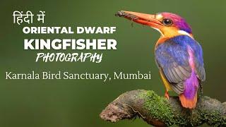 ORIENTAL DWARF KINGFISHER - The Most Colourful Bird in the Rainforest | Colourful Kingfisher Birds