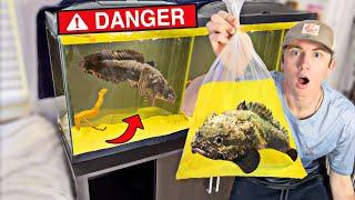 BUYING *CREEPY* VENOMOUS FISH ONLINE! (NEW PET)