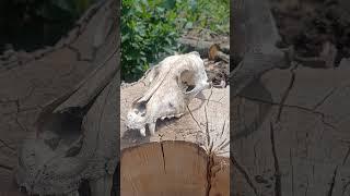Что ты Было ? #барахолка #чтоэто #чтоэтотакое #череп #находка #смерть