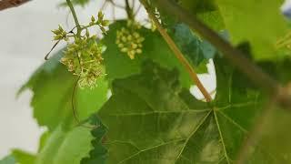 Stages of Muscadine grape development - what do they look like? 