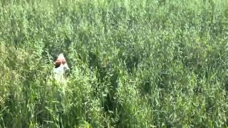 Small dog in long grass