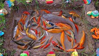 Catching catfish in the pond, colorful fish, ornamental fish, koi fish, betta fish, big fish.part893