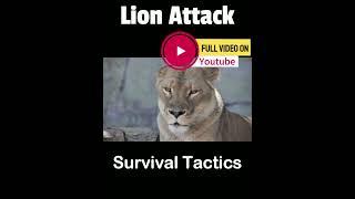 Survive Lion Attack #lion #lionencounter #lionlover #lions #lionattack #survive #survivethekiller