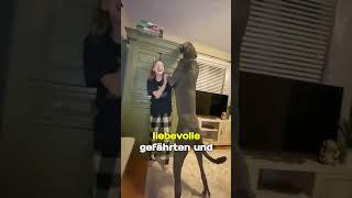 Die Deutsche Dogge,der GRÖßTE und FAULSTE Hund der Welt! #shorts #dogge #hund #deutschedogge