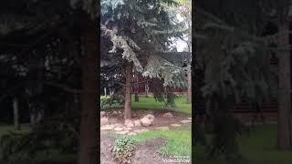 Пайрав туробов