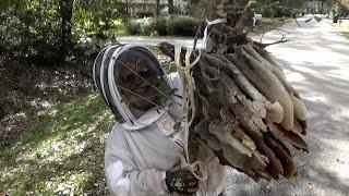 Saving a huge open air bee colony that is 30 feet in the air.