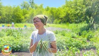 Simple LIFE on a FARM in the June heat. We work in the garden and in the garden.