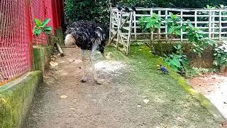 Ostrich Bird ! What Do Ostriches Eat?