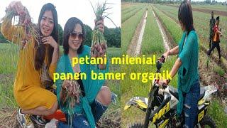 Petani Milenial Demak Panen Bawang Merah Organik