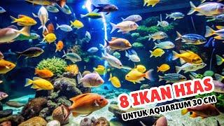 8 Jenis ikan hias air tawar yang cocok untuk aquarium ukuran 30 cm