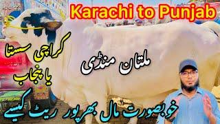 Multan Mandi punjab | Cattle Rates Update ️ || 14 april 2025 || Cow Mandi 2025 Karachi to Punjab 