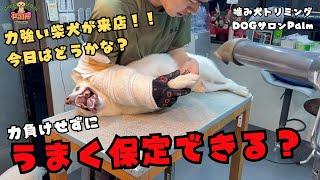 失敗したら大怪我も..柴犬の噛み犬グルーミング！！