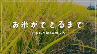 お米ができるまで　〜お米作りの1年の流れ〜