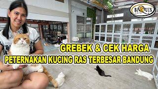 Grebek & Cek Harga Di Peternakan Kucing Ras Terbesar Bandung - Biquin Cat