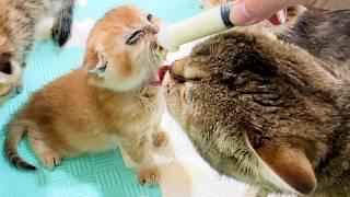 Mom cat licks her foster sick kitten while we feed him from a bottle so cute