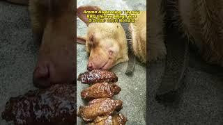 Aroma Awakening: Tugou's BBQ Chicken Wing Feast | 香氣喚醒：土狗的雞翅盛宴 | #explore #funny #tugou #dog