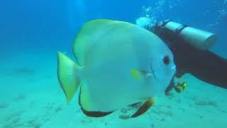 다이버가 익숙한 고기( Golden SpadeFish )