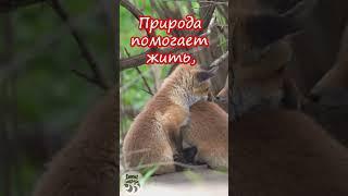 Доброе утро! Есть три незаменимых лекарства на земле