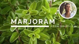 Marjoram - The Oil of Contented Union