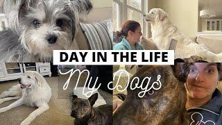 Day In The Life of My Dogs!