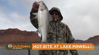 Fall Fishing is HOT at Lake Powell for Multiple Species