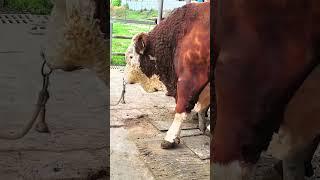 Veterinary staff, improved cows, improved cows 1800