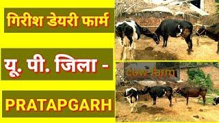 girish cow dairy farming pratapgarh uttar pradesh | गिरीश गाय फार्म उत्तर प्रदेश ?