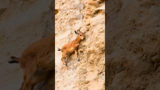  Baby Ibex Descends 13,000ft to find her Parents️ #ibex #fox