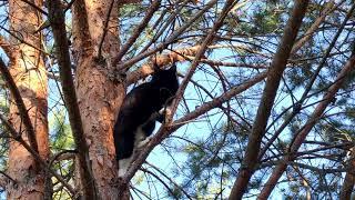 Pusya the Cat Diary. Woodcutter
