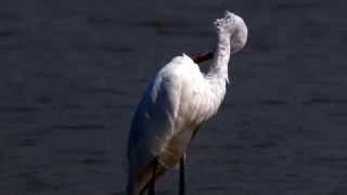 Great Egret Grooming (orig in 4k)